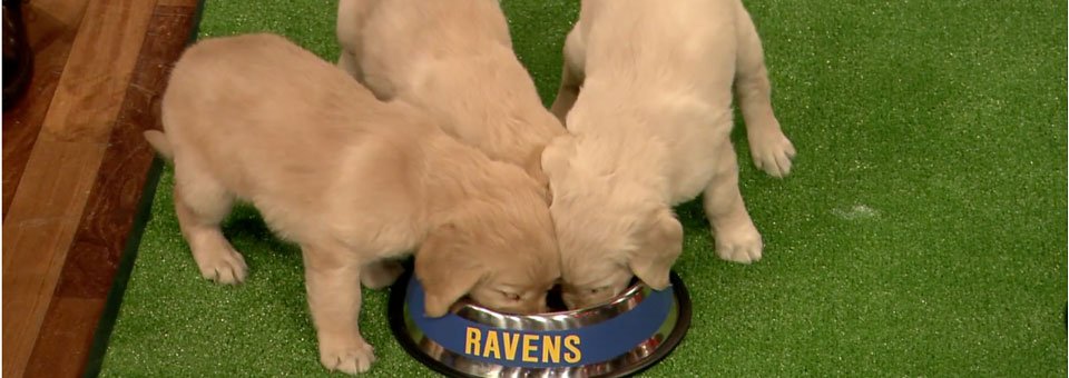 Want To Predict The Future? The Fallon Method: Puppies!